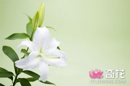 <a href=http://www.7flowers.com/flowers/2011-07-01/7.html target=_blank class=infotextkey>百合花</a>病虫害防治