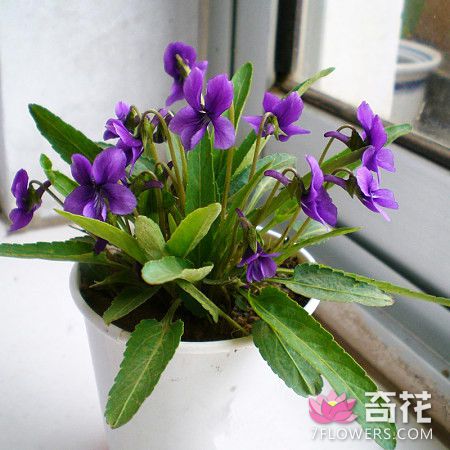 紫花地丁的叶斑病的防治