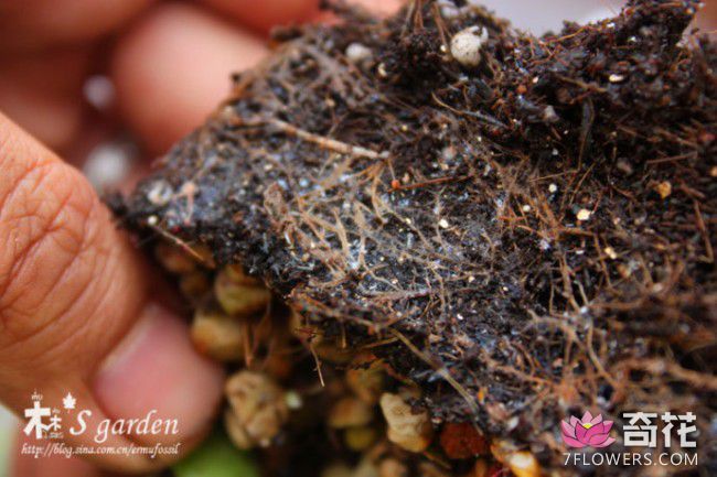 花卉植物根粉蚧壳虫解决方案