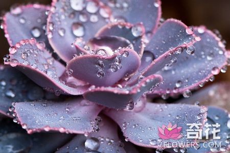 紫珍珠长虫子救治方法