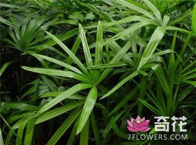 棕竹的施肥方法