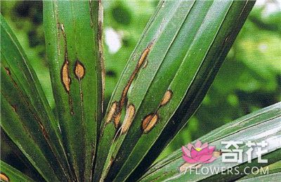 棕竹病害及防治方法