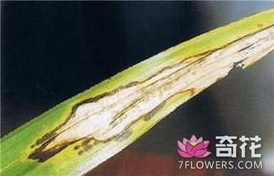 棕竹的病害之斑叶病