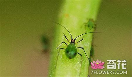波斯菊常见虫害：蚜虫
