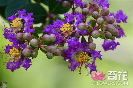 紫薇花的绒介虫害