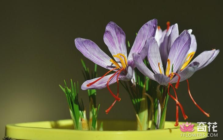 紫番红花常见病害及防治