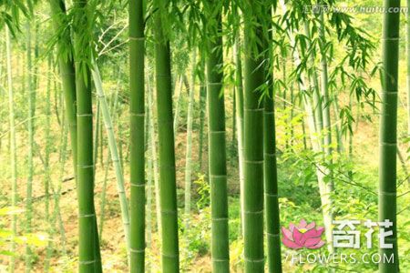 竹子中的中国文化-漫谈“竹文化”