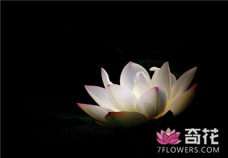 佛教中的莲花