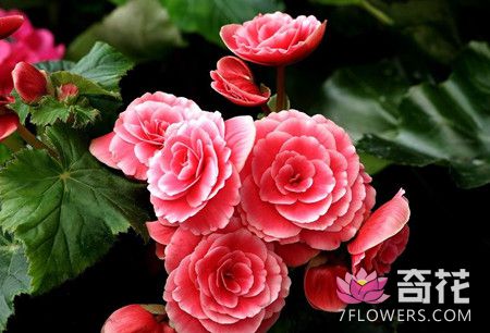 中国的古今名人与海棠花