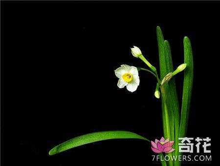 <a href=http://www.7flowers.com/flowers/shuixianhua.html target=_blank class=infotextkey>水仙花</a>冬季花蕾干枯的原因及解决办法