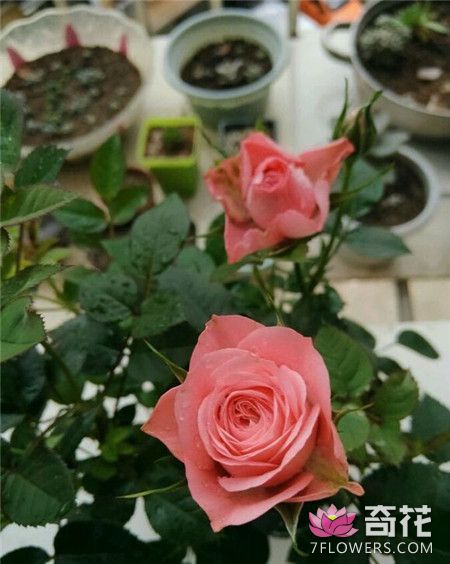 玫瑰花的传说——印度篇