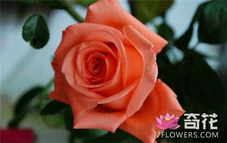 玫瑰花的传说——伊朗篇