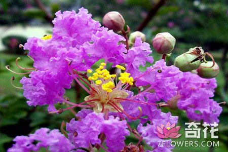 紫薇花的花语及传说