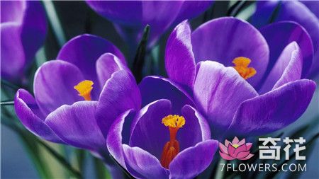 紫番红花花语图片