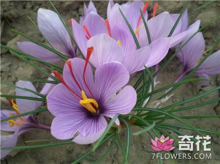 紫番红花的花语和传说