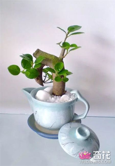茶壶养花