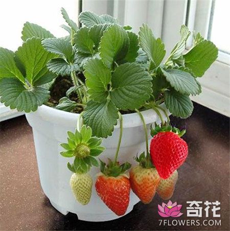 怎么盆栽草莓 给孩子种上几棵吧