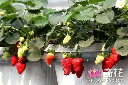教你怎么盆栽草莓 再也不用去买草莓啦