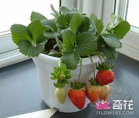 阳台上种植草莓的方法技巧