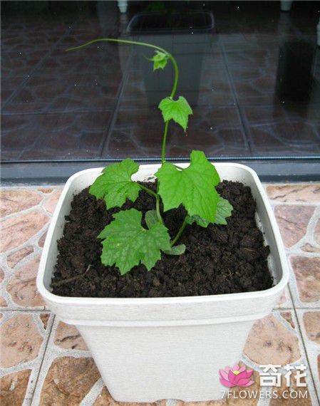 阳台丝瓜的种植方法