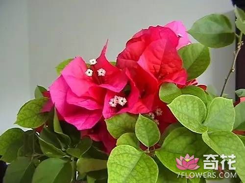 <a href=http://www.7flowers.com/flowers/sanjiaomei.html target=_blank class=infotextkey>三角梅</a>