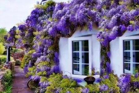 家里种好一株紫藤就能美上一辈子