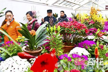 春节已过年后花卉市场热度不减