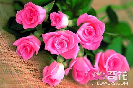 情人节促花卉市场人气“爆棚” 一束国产玫瑰价格飙至千元