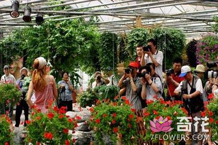 北京丰台：首次将花卉市场销售情况纳入专项检查之中