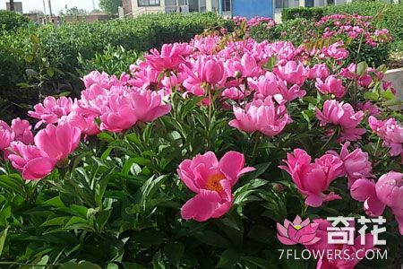 山东东营去年种苗花卉产值6亿多元