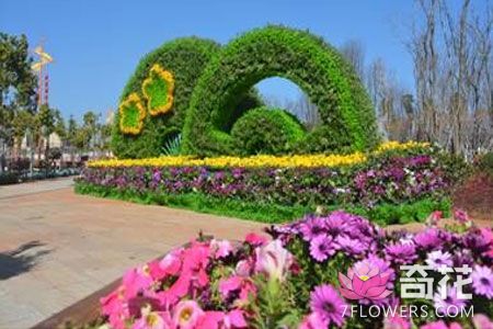 昆明市晋宁区种植28万株花卉 为城区增绿添美