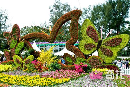 香港花卉展览10日开幕 预计入场人数达55万