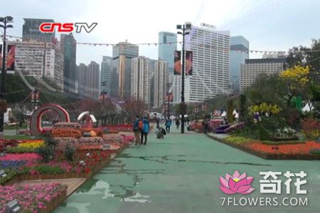 庆回归20周年香港花卉展览举行 以玫瑰花为主题