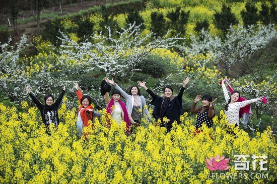 2017四川花卉(果类)生态旅游节3月18日在眉山开幕 最大赏樱胜地缤纷迎客