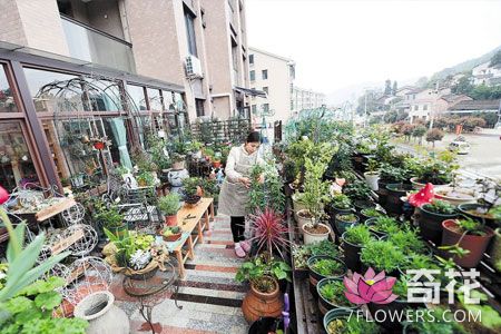 浏阳花房姑娘在45平方米阳台上培植200多种花草