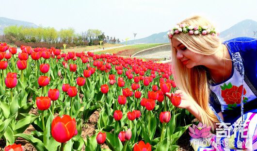 青岛世博园花海节开幕 百种欧洲名贵花卉惊艳亮相