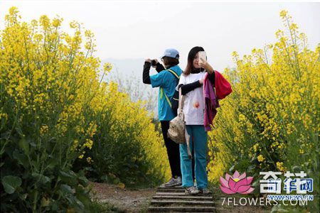 2017中国杭州·西溪花朝节为期44天 展出花卉品种877种