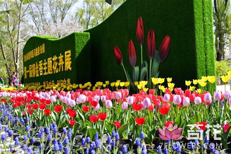 天水麦积区马跑泉公园第一届郁金香主题花卉展盛大开园