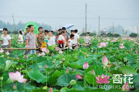 第九届中国花卉博览会及中国·银川首届荷花节宣传语出炉