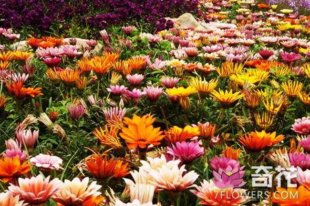 2017郑州国际花卉展10月举办