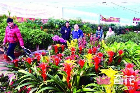 海口将建大型国际花卉交易市场 全省规划到2020年花卉总产值70亿元