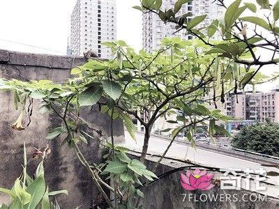 重庆南岸区南城花园小区惊现“情花”曼陀罗花 全身都是毒