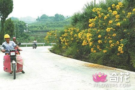 重庆璧山区三合镇5万余株绿植花卉扮靓乡村道路