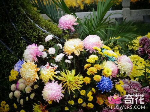 中国开封第35届菊花文化节开幕式10月17日举行