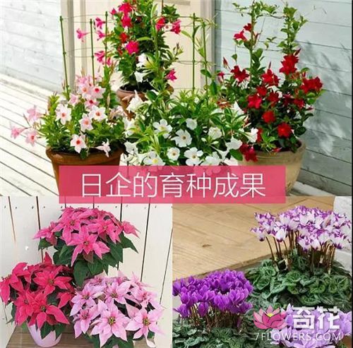 日本花卉展暨园艺和农业新零售高端论坛开幕在即