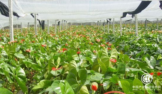 推进海南省热带花卉产业持续健康发展 助力国际旅游岛建设
