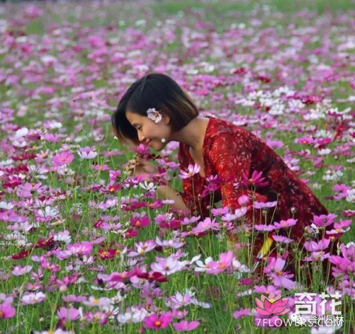 赣州市2017年市民绿化节暨第一届花卉展10月28日开幕