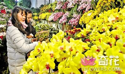 兰州市在春节期间各类花卉热销