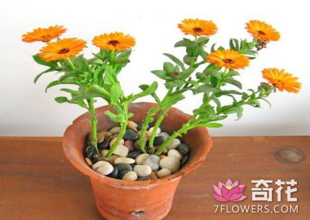 盆栽金盏菊的种植方法