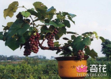 阳台盆栽葡萄技术1